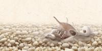 Decor Sardinia pebbles 2 white+600+300